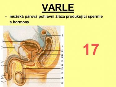 VARLE mužská párová pohlavní žláza produkující spermie a hormony 17