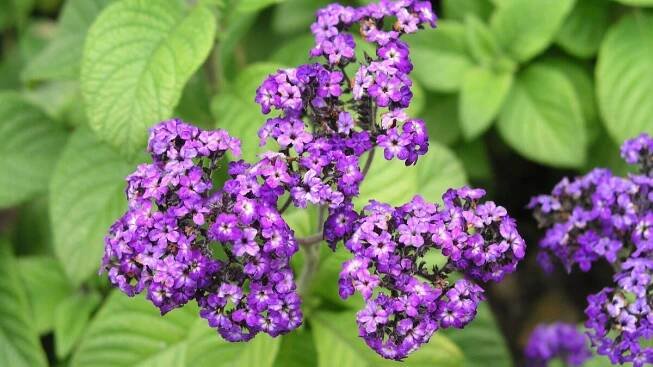 Gartenwissen: Was sind Halbsträucher?