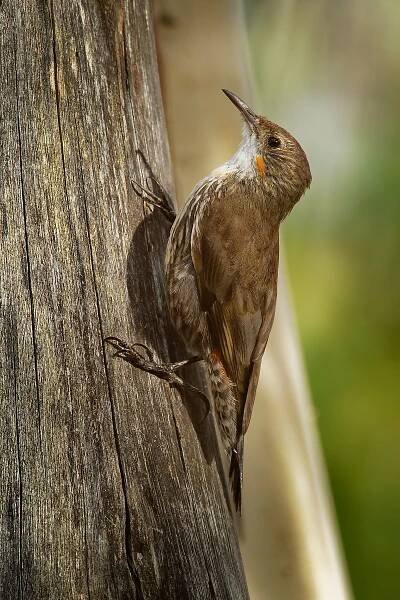 Climacteris picumnus - lezčík hnědý