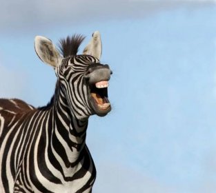 zebra smích - zebry - stock snímky, obrázky a fotky