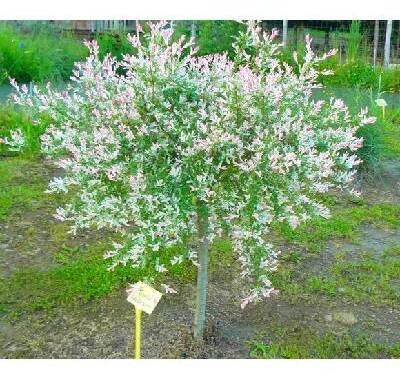 Vrba japonská panašovaná - Salix integra "HAKURO NISHIKI" SAZENICE VYPRODÁNO