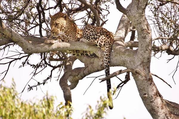 Národní rezervace Masai Mara - Safari a dovolená v Keni