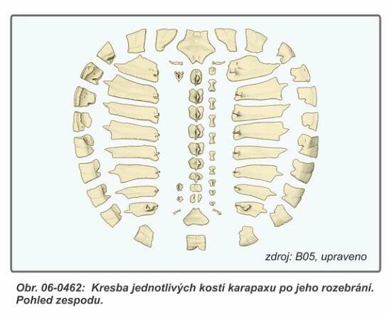 06-0462 Kresby kostí karapaxu při jeho pomyslném rozebrání.