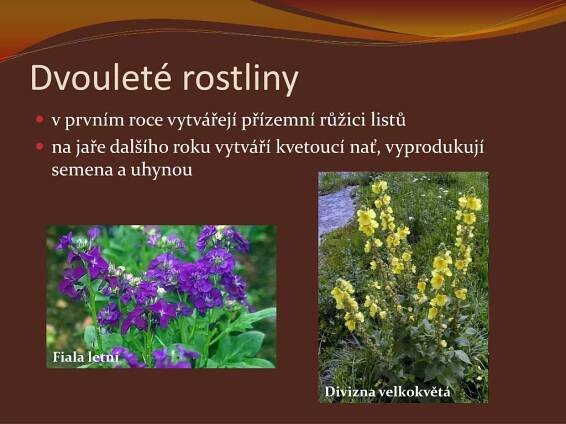 PPT - ROSTLINY PowerPoint Presentation, free download - ID:3178666