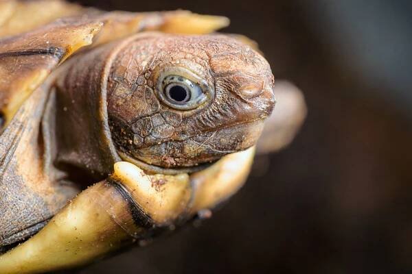 Měkká jako ragbyový míč! V Pražské zoo odchovali dvě vzácná a choulostivá želví mláďata