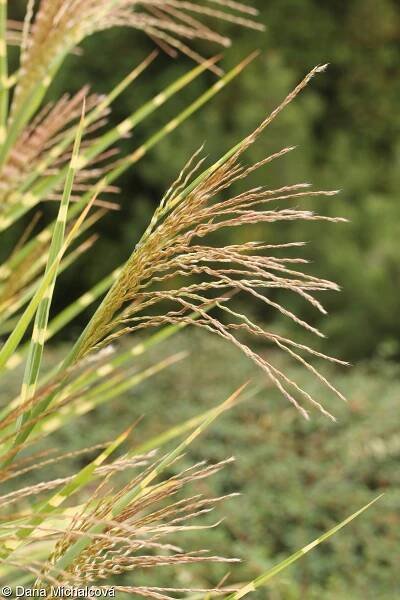 Miscanthus sinensis – ozdobnice čínská