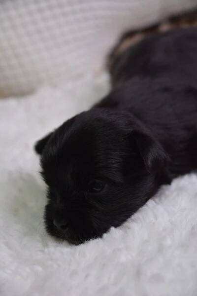 Eliot -Male Morkie