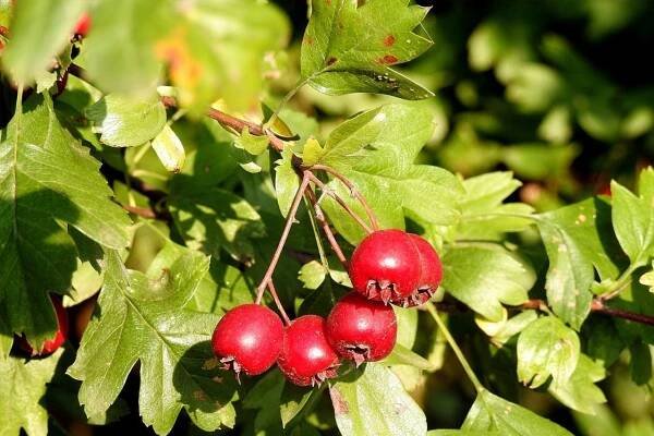Origen y hábitat Crataegus monogyna