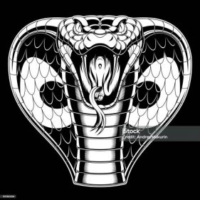 Zlá kobra útočí - Bez autorských poplatků Had - Plazi vektorové obrázky