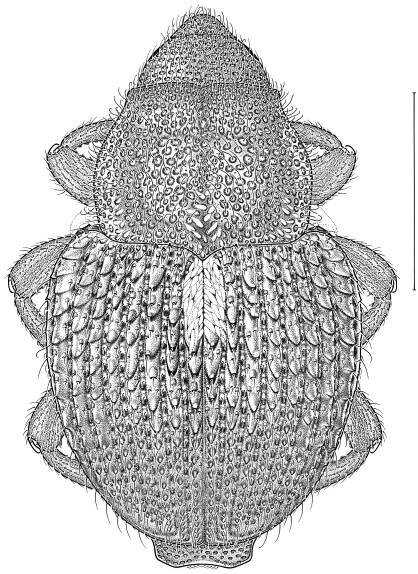 Scleropterini