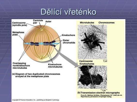 PPT - Buněčný cyklus PowerPoint Presentation, free download - ID:471162