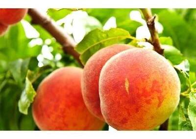 Broskvoň - středně raná 'Harbrite' - Prunus persica 'Harbrite', Kontejner o objemu 15 litrů