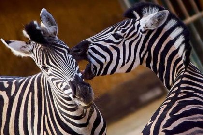 Žirafy a zebry v liberecké zoologické zahradě budou mít nový pavilon