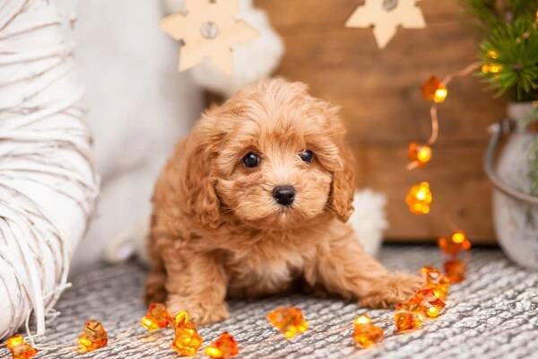 Cavapoochon (Cavalier x Poodle x Bichon)