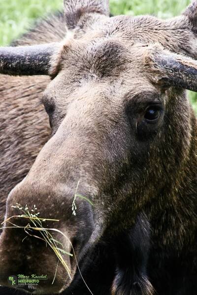 mko.photo :: by marc koschel