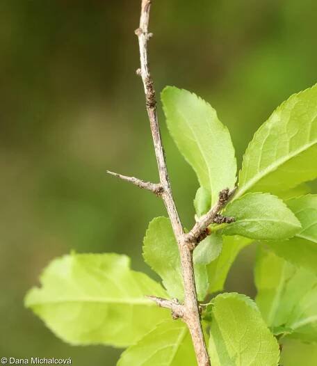 Prunus spinosa – trnka obecná, trnka