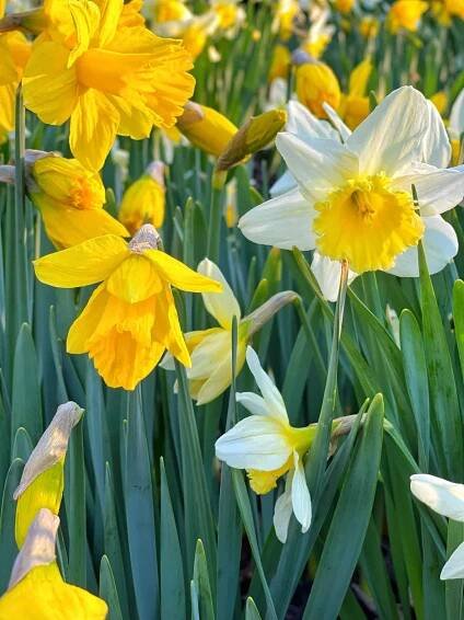 yellow and white daffodils