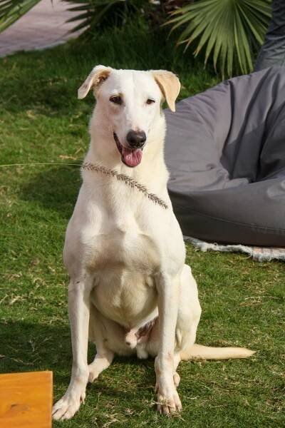 Finn | Adopt An Animal BARC