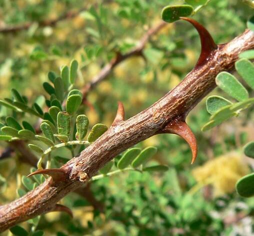 Soubor:Acacia greggii 9.jpg