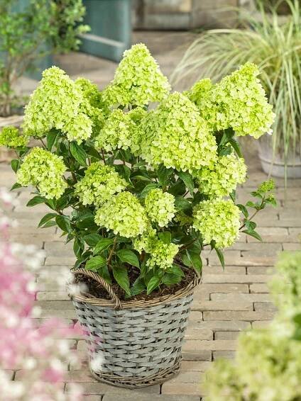 Hydrangea Little Lime