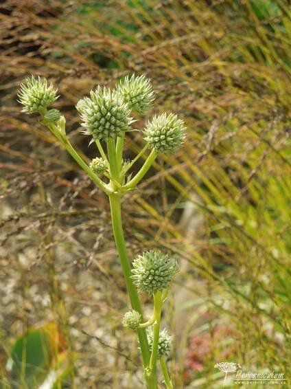 Eryngium yuccifolium | Perenniculum