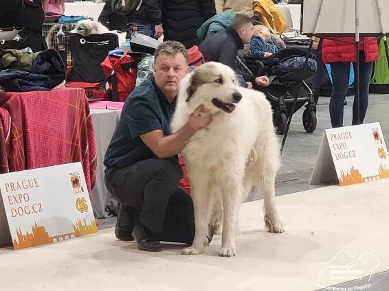 PRAGUE EXPO DOG PRAHA TRIO CACIB – 1.12. 2024 - BABYLON BOHEMIA