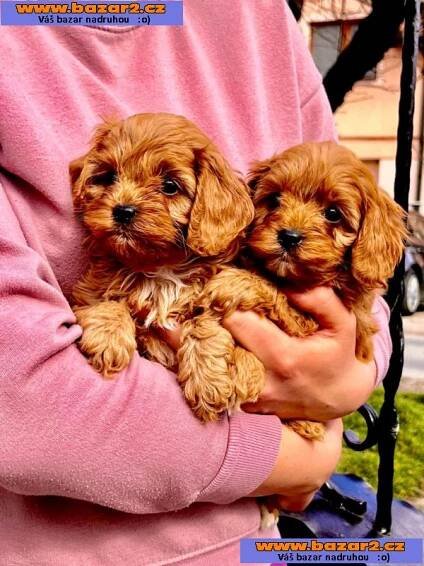 Cavapoo štěňata na prodej-1, inzerce-cz.cz