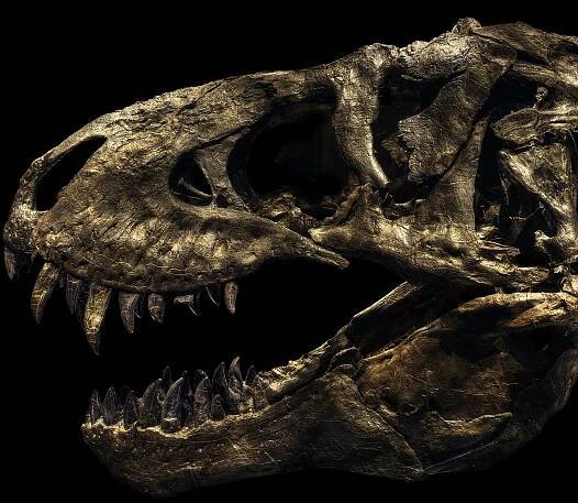 Dinosaurs Get Their Close-Ups in These Stunning Photos