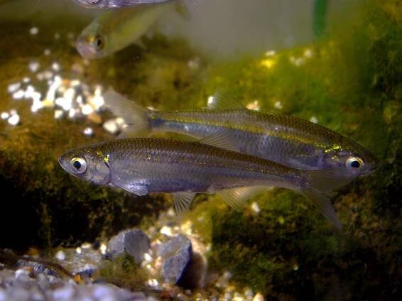 Ovsienka striebristá (lat. Leucaspius delineatus)