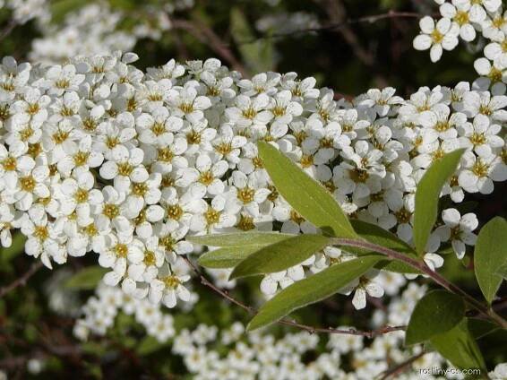 Tavolník popelavý - Spiraea x cinerea Grefsheim