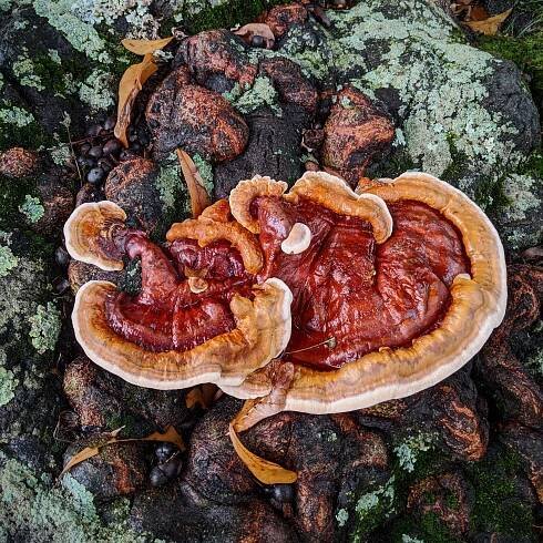 Reishi: Psychopomp Spirit & Guardian of the Unseen Realm — Rowan + Sage