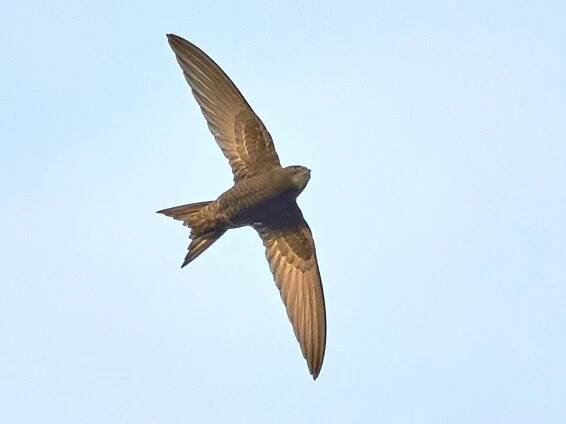 Soubor:Common Swift by sneckl.jpg – Wikipedie