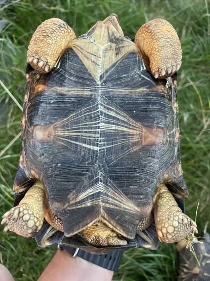 Prodám 2x želva paprsčitá | iFauna.cz