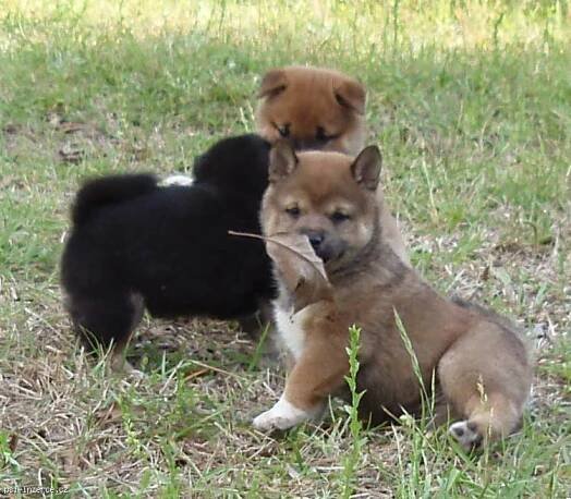 Shiba-Inu / Shiba štěně | Inzerce psů, psí inzerce