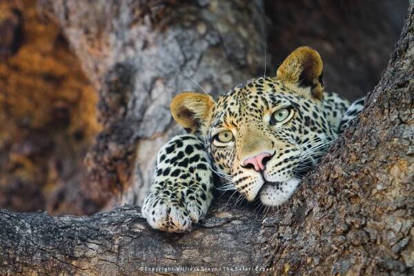 WILD4 Photo Safaris tour leaders | photo hosts | safari guides 