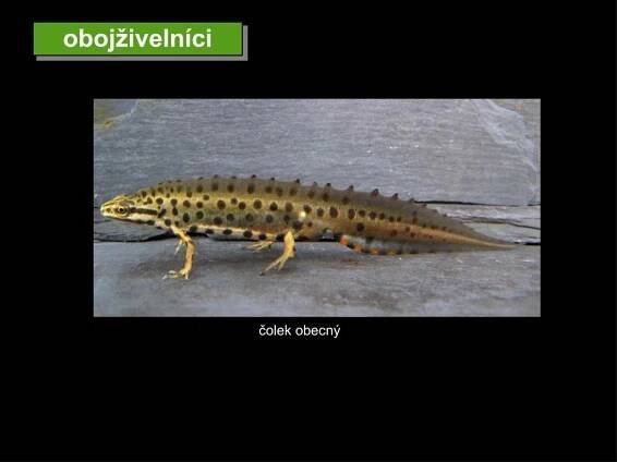 PPT - Poznávačka – obratlovci tercie PowerPoint Presentation, free download - ID:4342047
