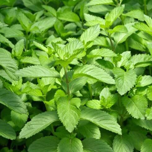 Peppermint Essential Oil, Organic, USA