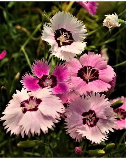 Dianthus caryophyllus VIENNA MIXED - hvozdík