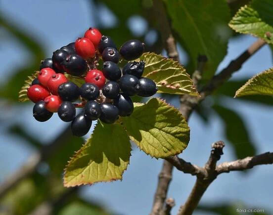 Kalina tušalaj (Viburnum lantana)