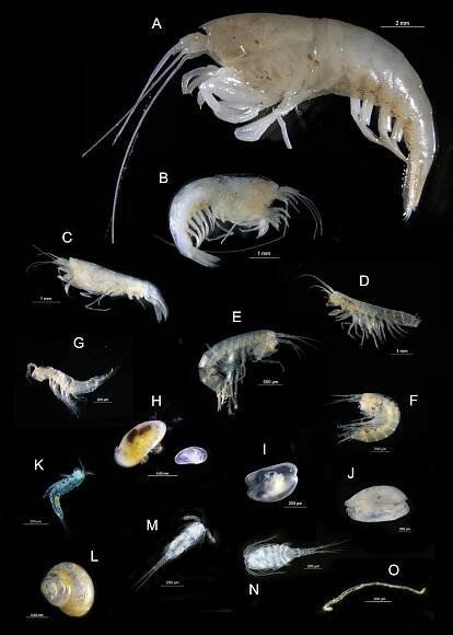 Subterranean life in the groundwaters of northern Australia - CSIRO