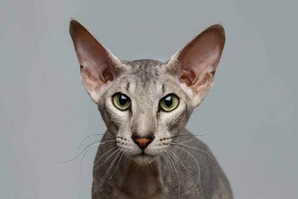 Peterbald