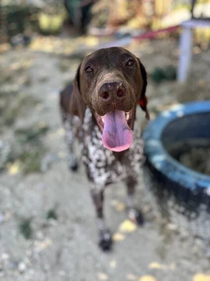 Boogie - Daisy Family Rescue e.V. | Tierschutzhund adoptieren