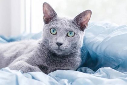 Jsou ruské modré kočky hypoalergenní?