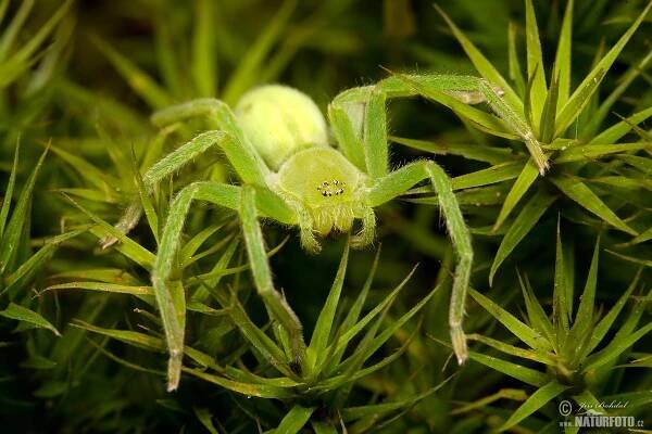 Maloočka smaragdová | Naturfoto.cz
