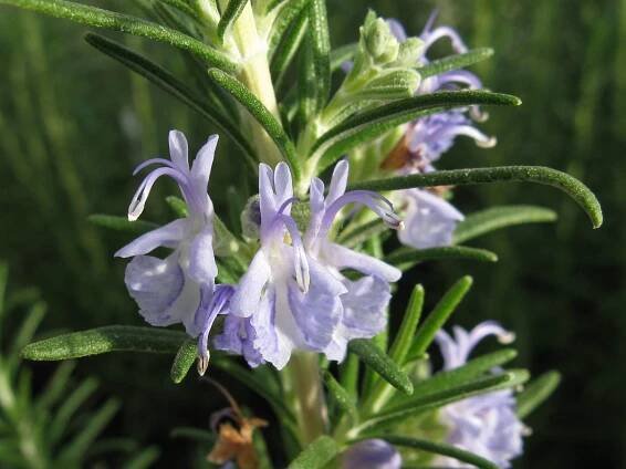 Rosmarinus officinalis " Arp " - rozmarýn Zahradnictví Krulichovi - zahradnictví, květinářství, trvalky, skalničky, bylinky