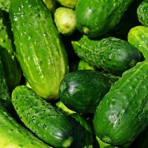 Obyčejná okurka je klíčem ke zdraví. Máme doporučení, jak její účinky nejlépe využít • Styl / inStory.cz 