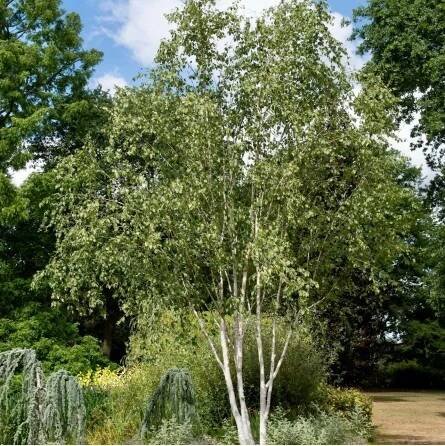 Betula utilis Doorenbos_1