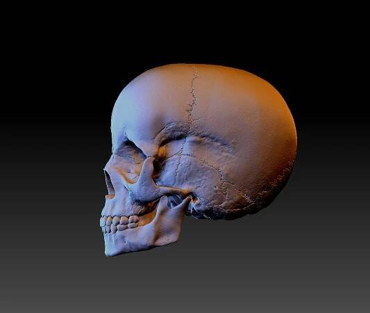 Child Skull Left Side