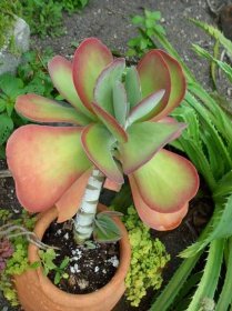 118+ Different Types Of Succulents With Names and Pictures 213
