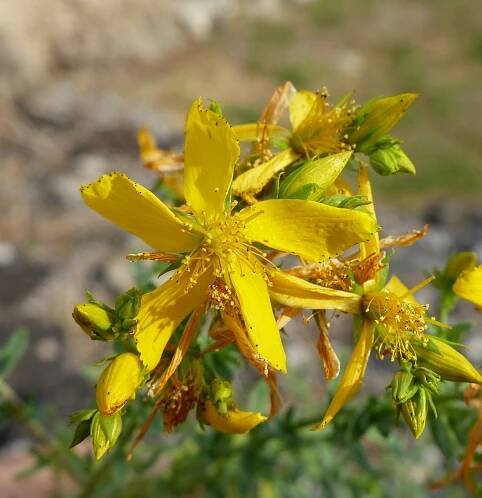 Hypericum perforatum L. - Portale della Flora d'Italia / Portal to the Flora of Italy